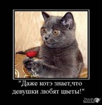солитер казино флеш игры