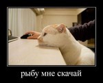 staveparty в казино корона