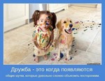 американский покер спаниель продажа в ухте