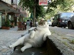 cheat онлайн покер